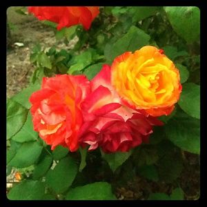 Meet your Posher, Jessie